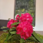 Дом отдыха Mid Of Nature ' Bella Vista Maggiore Mit Traumhaften Seeblick, Terrasse Und Grossen Garten *