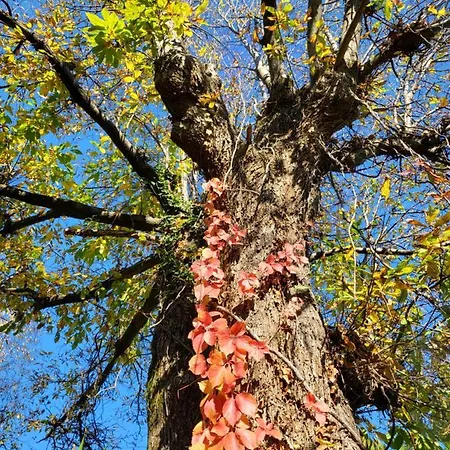 Nyaraló Mid Of Nature ' Bella Vista Maggiore Mit Traumhaften Seeblick, Terrasse Und Grossen Garten Ghiffa