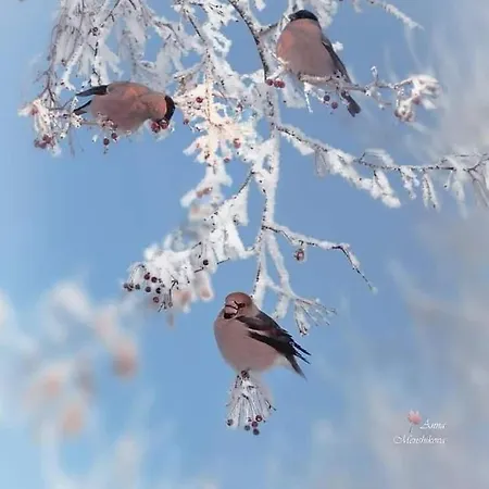 Mid Of Nature ' Bella Vista Maggiore Mit Traumhaften Seeblick, Terrasse Und Grossen Garten * Ghiffa