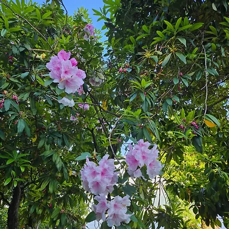 Mid Of Nature ' Bella Vista Maggiore Mit Traumhaften Seeblick, Terrasse Und Grossen Garten *