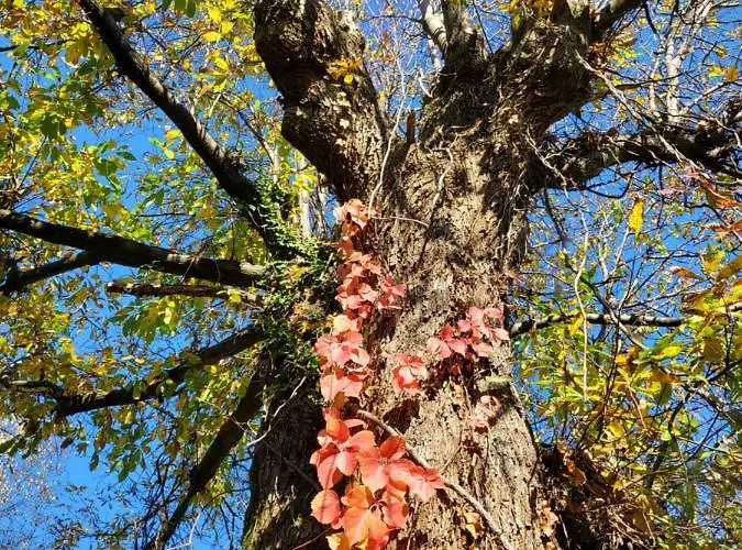 펜션 Mid Of Nature ' Bella Vista Maggiore Mit Traumhaften Seeblick, Terrasse Und Grossen Garten 기파