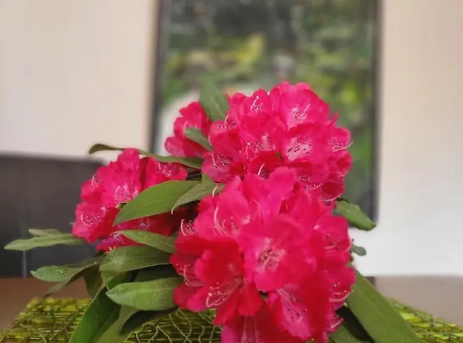 펜션 Mid Of Nature ' Bella Vista Maggiore Mit Traumhaften Seeblick, Terrasse Und Grossen Garten *