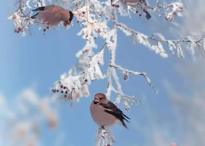 Mid Of Nature ' Bella Vista Maggiore Mit Traumhaften Seeblick, Terrasse Und Grossen Garten * Ghiffa