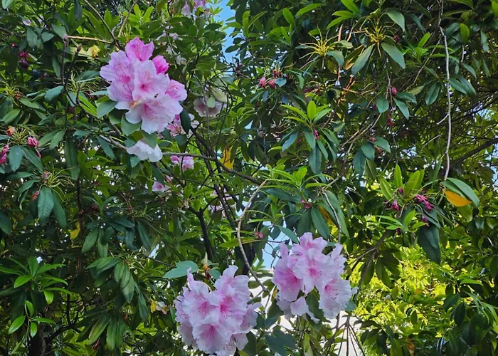 Mid Of Nature ' Bella Vista Maggiore Mit Traumhaften Seeblick, Terrasse Und Grossen Garten *